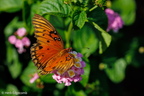 Wildlife